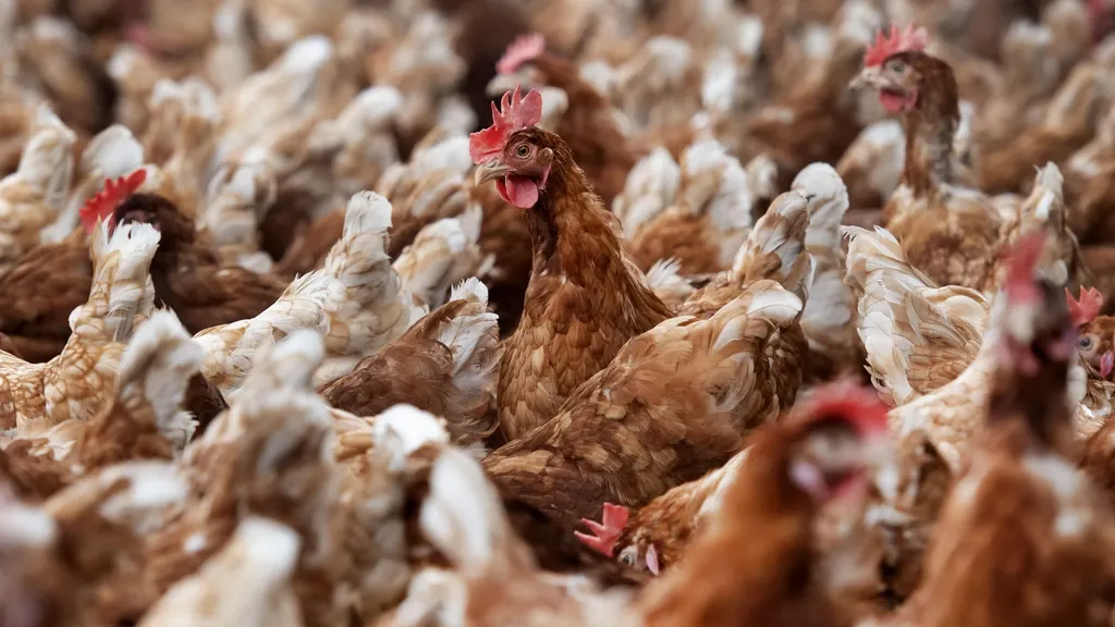 Minister: pull out all stops to save permits for Brabant poultry farmers